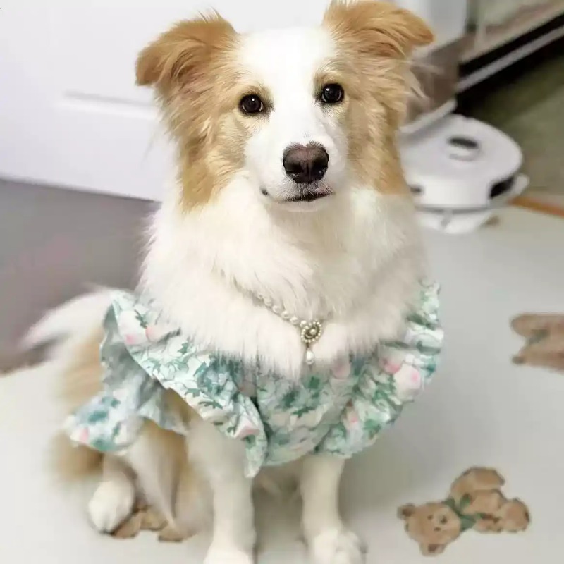 ペット服 春と夏 かわいい中型犬・大型犬用服 ペット服 花柄 - Summer Dog Clothing のレビューと価格